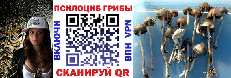 Галлюциногенные грибы Psilocybine cubensis  Купить закладки  Верхний Тагил 